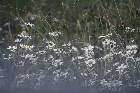 Leucanthemum vulgare flowering in rain.