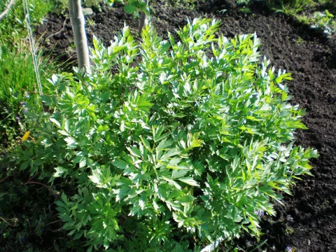The growth habit of Levisticum officinale.