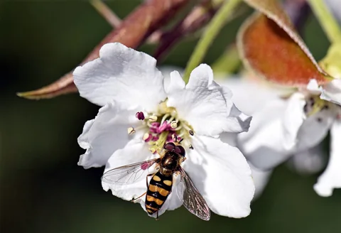 A flower of the Asian pear cultivar 'Shinko' (Pyrus pyrifolia), visited by a hoverfly.