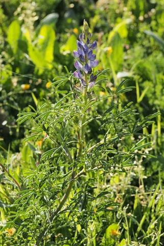 The growth habit of Lupinus angustifolius.