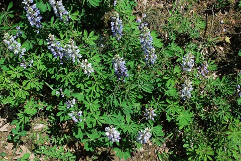Lupinus perennis in flower.