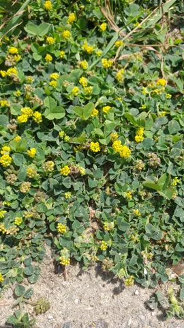 Medicago lupulina in flower.
