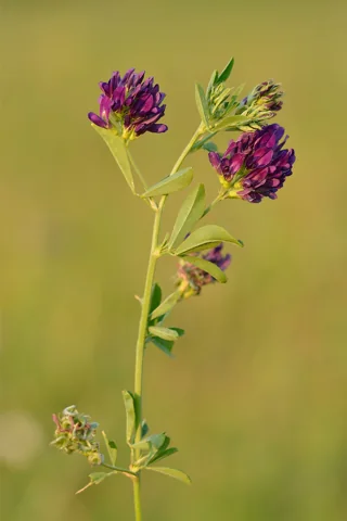 Flowers of Medicago sativa.