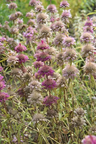 Monarda citriodora in flower.