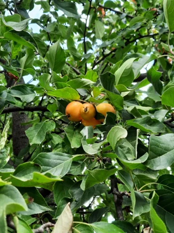 A leafy, fruiting branch of cultivated shipova (× Pyraria irregularis, catalogued as Sorbopyrus auricularis).