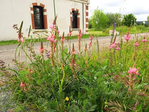 Pink-flowered Onobrychis viciifolia in a mixed wildflower planting.