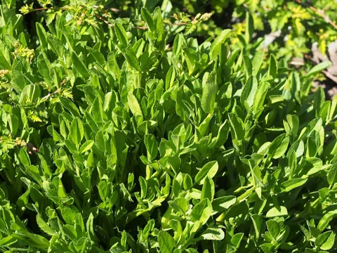 Leaves of Ononis spinosa.