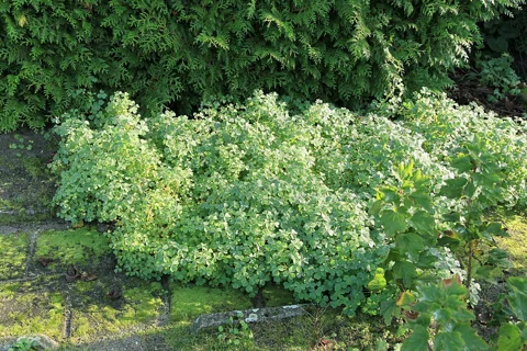 The growth habit of Oxalis tuberosa.