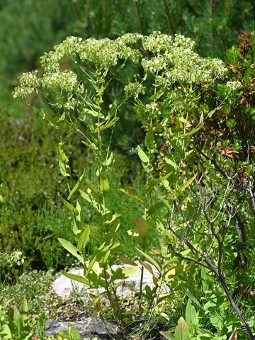 Peltaria alliacea in flower.