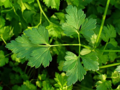Leaves of Petroselinum crispum.