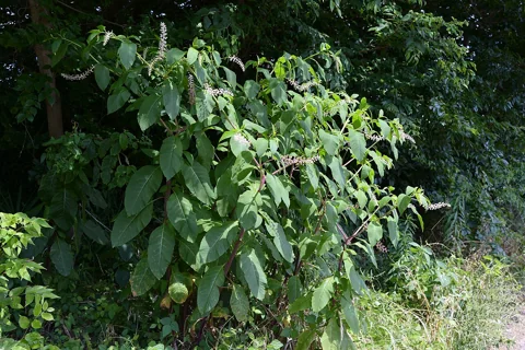 Phytolacca americana showing its leafy stems and developing flower clusters.