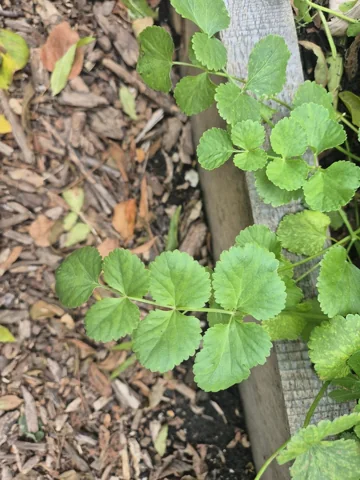 Young cultivated Pimpinella anisum plants with rounded, toothed basal leaves.