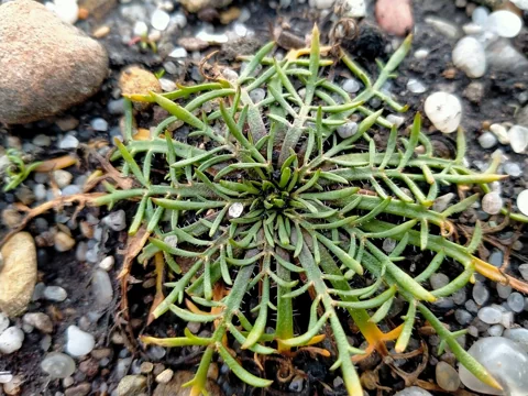 The growth habit of Plantago coronopus.
