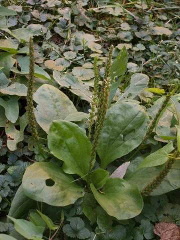 The growth habit of Plantago major.