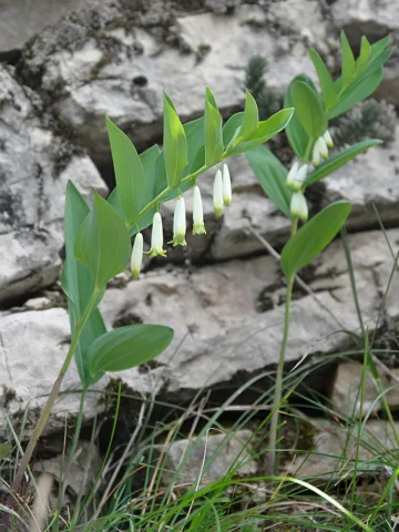 Polygonatum odoratum in flower.
