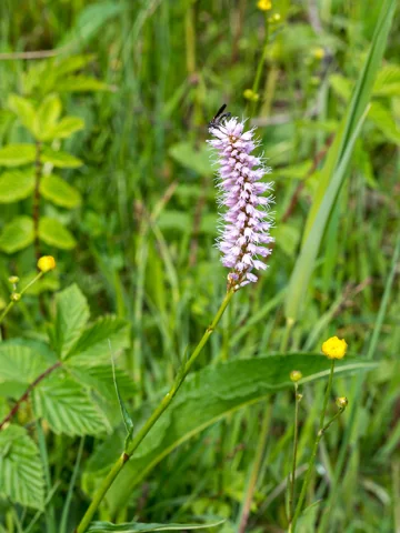 Bistorta officinalis in flower.
