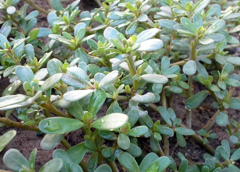 The growth habit of Portulaca oleracea.