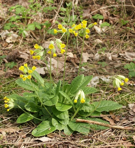 Primula veris in flower.