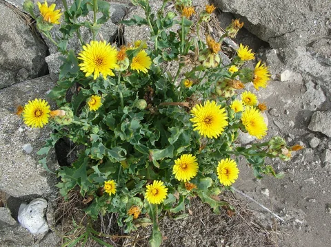 Reichardia picroides in flower.