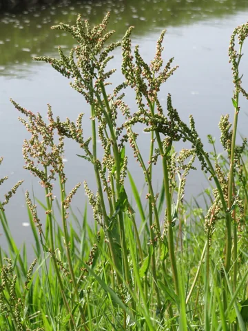 Rumex acetosa in flower.