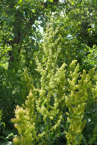 Rumex patientia in flower.