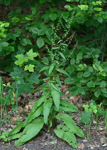 The growth habit of Rumex sanguineus.