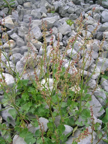 The growth habit of Rumex scutatus.