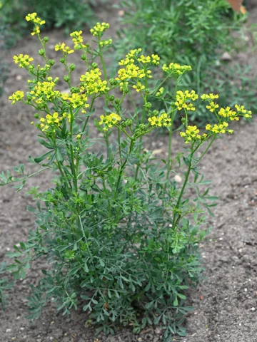 Ruta graveolens in flower.