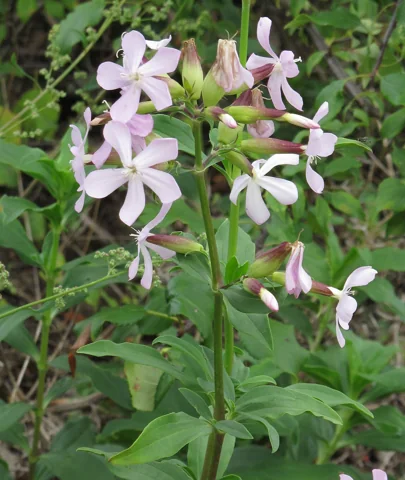 Flowers of Saponaria officinalis.