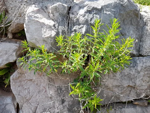The growth habit of Satureja montana.