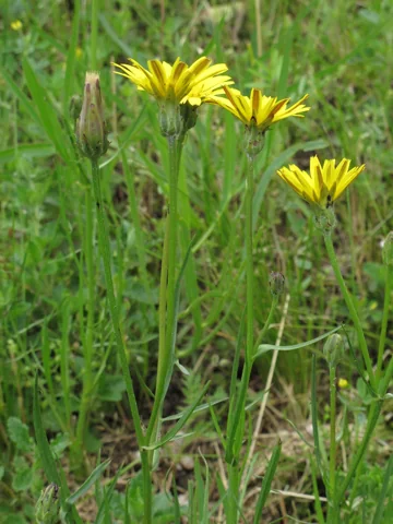 Pseudopodospermum hispanicum in flower.