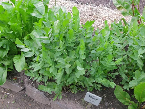 The growth habit of Sium sisarum.