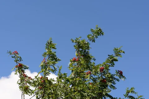 A fruiting Sorbus aucuparia plant.