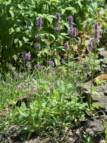 Stachys affinis in flower.
