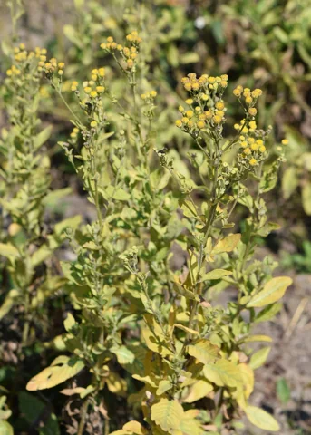 Tanacetum balsamita in flower.
