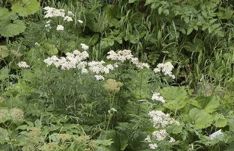 Tanacetum parthenium in flower.