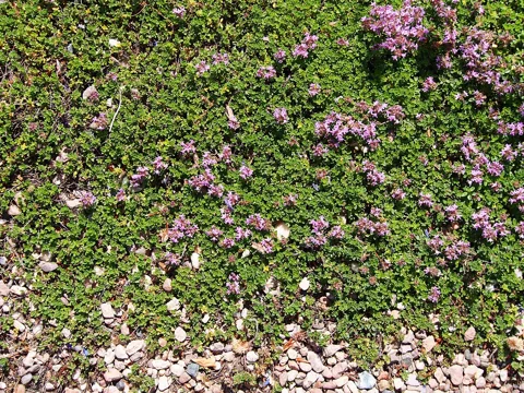 Thymus praecox 'Coccineus' forming a flowering mat.