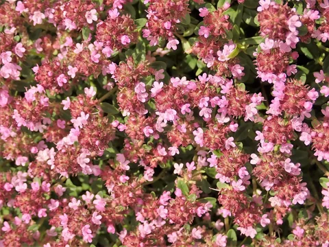 Flowers of Thymus serpyllum.