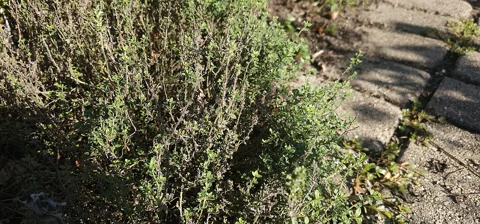 Thymus vulgaris forming a dense clump of small-leaved stems.