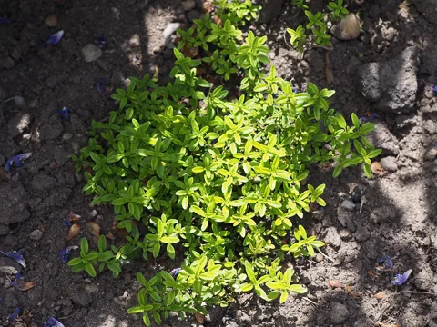 The growth habit of Thymus × citriodorus.