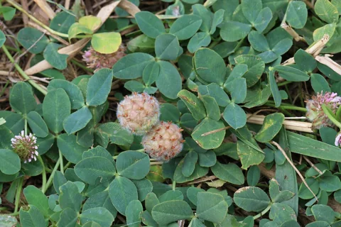 Fruiting heads and leaves of Trifolium fragiferum.