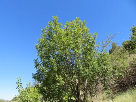 A Cormus domestica tree.