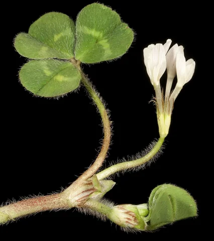 Flowers and leaves of Trifolium subterraneum.