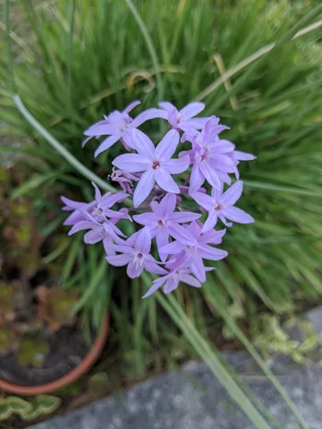 Tulbaghia violacea in flower.