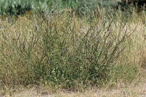 The growth habit of Verbena officinalis.