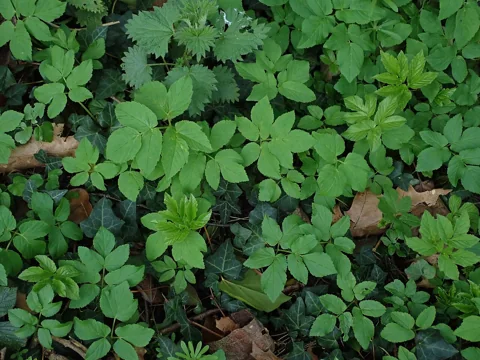 The growth habit of Aegopodium podagraria.