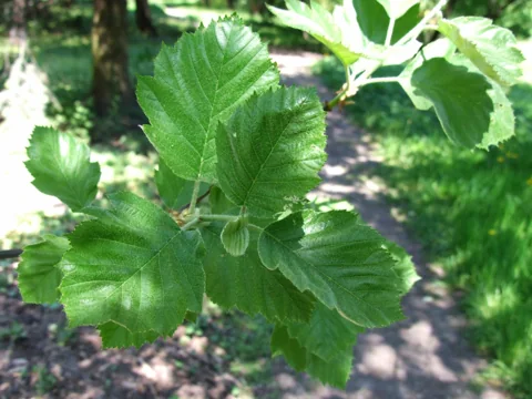 Leaves of Aria latifolia.