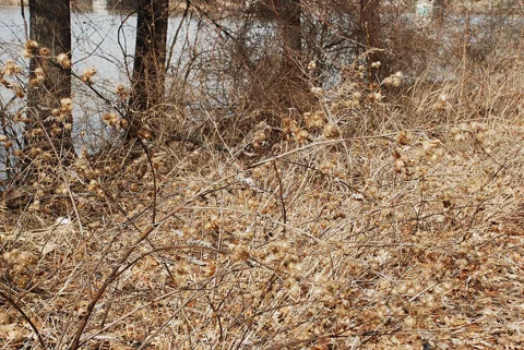Dry stems and burrs of Arctium minus in winter.