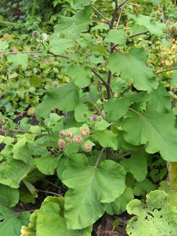 The growth habit of Arctium lappa.