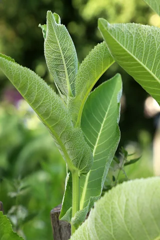Leaves of Armoracia rusticana.